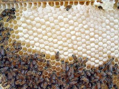 شغالات النحل تنضج العسل وتغطيه بالشمع