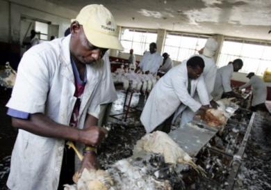 شرق أفريقيا الأكثر عرضة لخطر انفلونزا الطيور