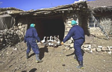 انتشار مرض انفلونزا الطيور في العراق