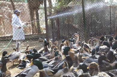 انتشار الاصابة بفيروس انفلونزا الطيور في مصر 