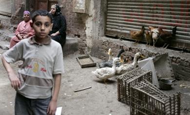 فتى مصري يقوم بتجميع مجموعة من البط والدجاج امام منزله