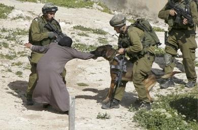 كلب اسرائيلي يهجم على امرأة فلسطينية عند اجتياح للقوات الاسرائيلية لضفة الغربية بحث عن فدائيين