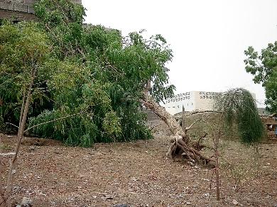 العاصفة اقتلعت الأشجار وأعمدة كهرباء الضغط العالي