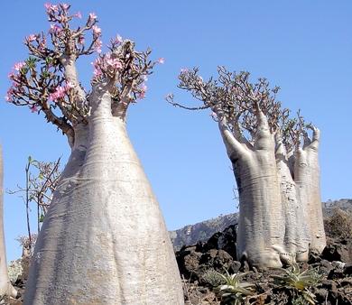 شجرة أزهار الصحراء تبرز من بين الصخور