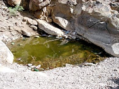 حوض مائي ملوث يستخدمه الأهالي للشرب والاستخدامات الأخرى