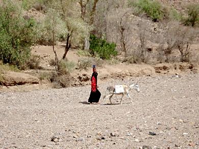 الحمار يشارك المرأة في نقل الماء من مسافات بعيدة