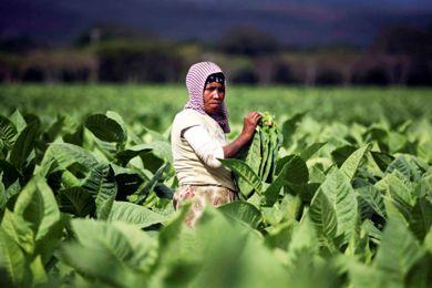 مزارعة نيكاراجاوية تقطف اوراق التبغ من مزرعة للتبغ بشمال نيكاراجوا