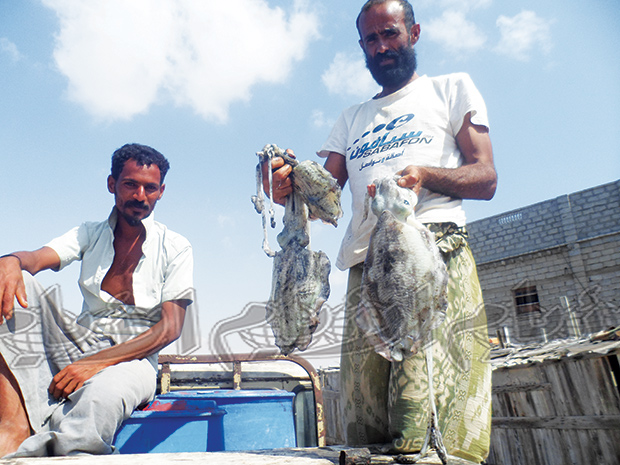 أحد الصيادين يحمل حبارا بعد إخراجه من البحر