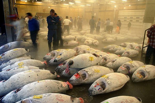  سوق تسوكيجي للأسماك
