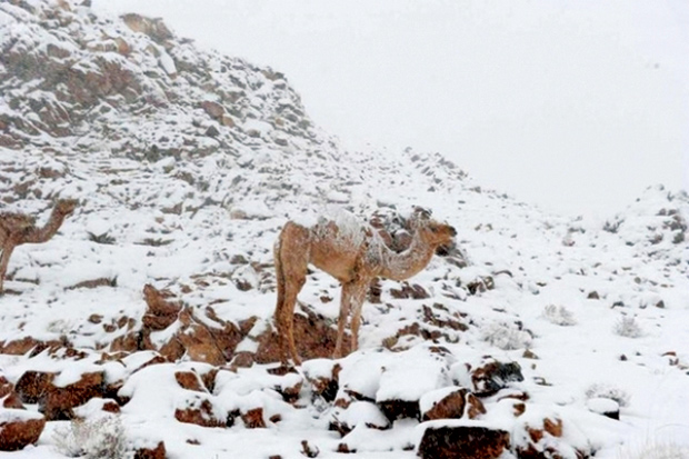 رعاة الإبل في صحراء السعودية قرب منطقة تبوك يرعون جمالهم مجددا بعد أن اجتاحت عاصفة ثلجية شديدة