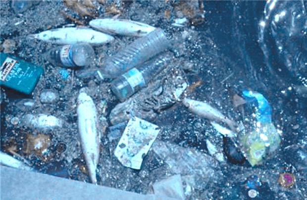 النفايات تتكدس في الخور مسببة تلوث وموت للأحياء البحرية