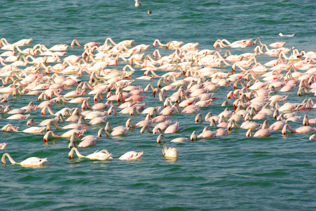 طيور مهاجرة في سواحل عدن