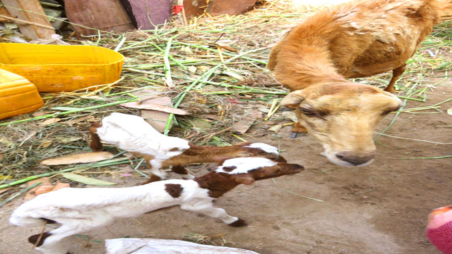 الماشية الام وبجانبها صغارها بعد ولادتهم