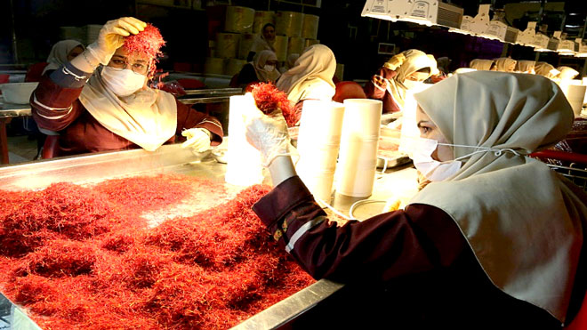 إيرانيات تسحبن مياسم الزعفران في مصنع "نوفين زافران" في إيران
