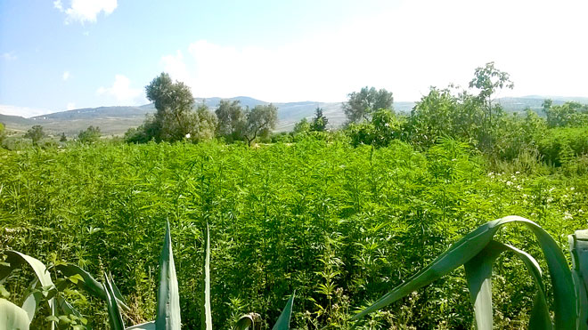  مزارع الحشيش في المغرب 