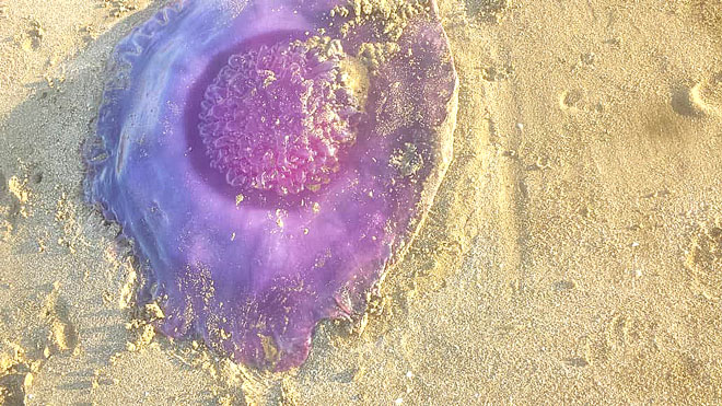 صورة "قنديل البحر" وله عدة ألوان