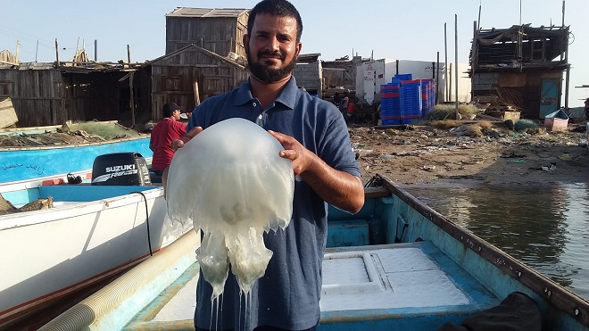 الصياد أحمد بن عامر يحمل بيده قنديل بحر غير سام