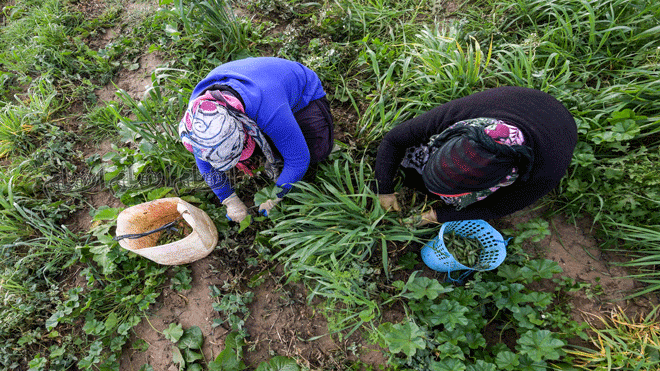 تعمل النساء التونسيات في حقل البازلاء في مقاطعة جندوبة التونسية شمال غرب البلاد