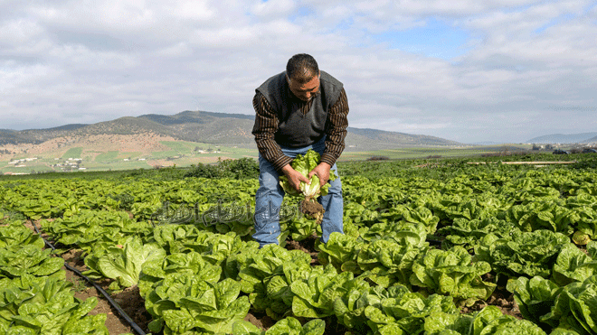 مزارع تونسي يعمل في حقل للخضار
