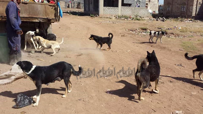 الكلاب المشردة في أحد شوارع مدينة ذمار