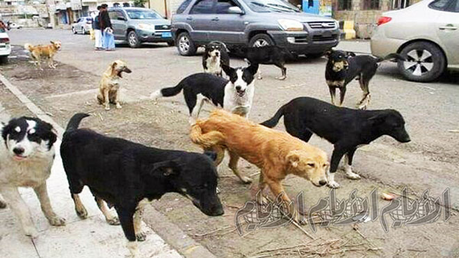 الكلاب المشردة في أحد شوارع مدينة ذمار