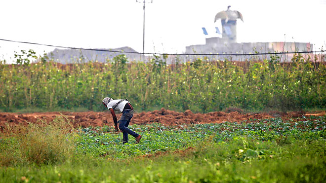 المبيدات الزراعية الإسرائيلية تدمر أراضي الغزيين على طول الحدود