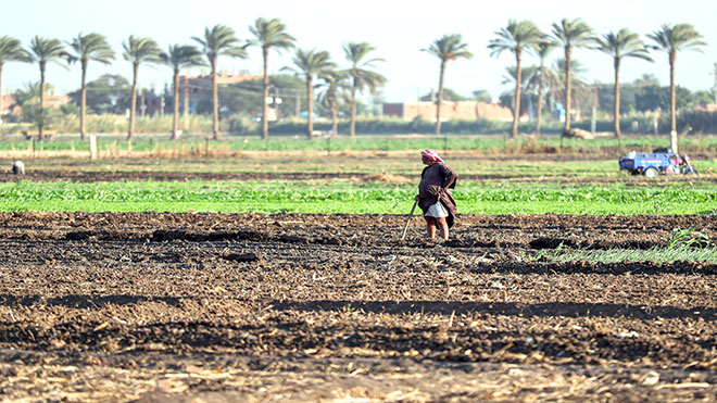 مزارع مصري يعمل في الحقول في قرية النحية ، وهي واحدة من أفقر المناطق في البلاد ، في محافظة أسيوط بوسط مصر