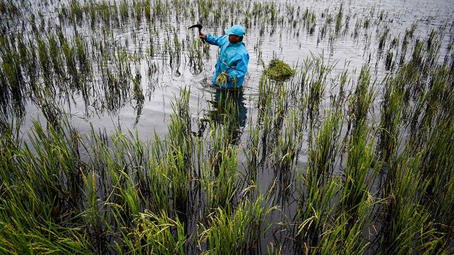 مزارع يقف في حقل أرز غمر بالحصاد يحصد نباتاته لتجنب تعفنها بسبب الفيضانات