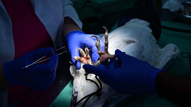 مارجيت غابرييل مولر المسؤولة عن العمليات البيطرية في مستشفى أبوظبي للصقور ، تقوم بعملية جراحية بسيطة على صقر
