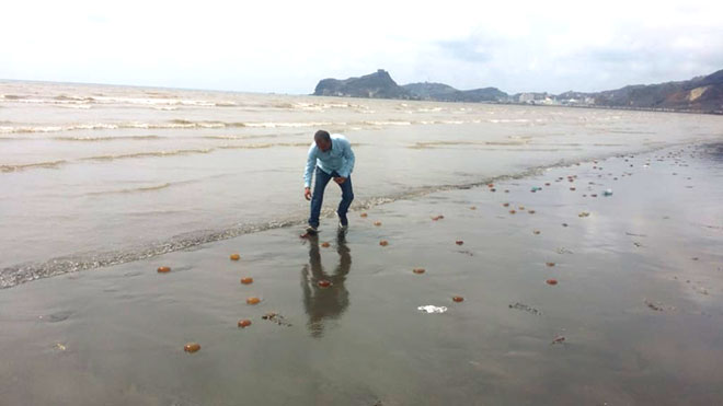 حماية البيئة: ظهور الميدوزاء على ساحل أبين ظاهرة طبيعية