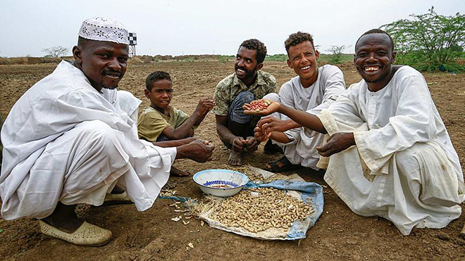 يتناول المزارعون السودانيون وجبة خفيفة من الفول السوداني المحصود في مزرعة بقرية دار الشفاء، على بعد 70 كيلومترًا جنوب العاصمة السودانية