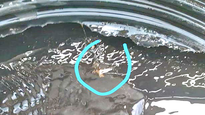 حشرة في الماء داخل الخزان 