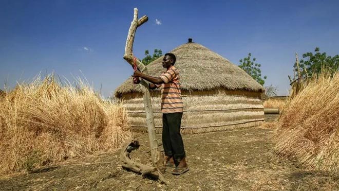 رجل يربط قطعة قماش حول شجرة في قرية ودكولي في منطقة الفشقة الصغرى الزراعية بولاية القضارف شرق السودان