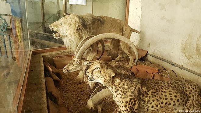 التحنيط هو مآل كثير من الحيوانات النادرة المعرضة للانقراض في اليمن