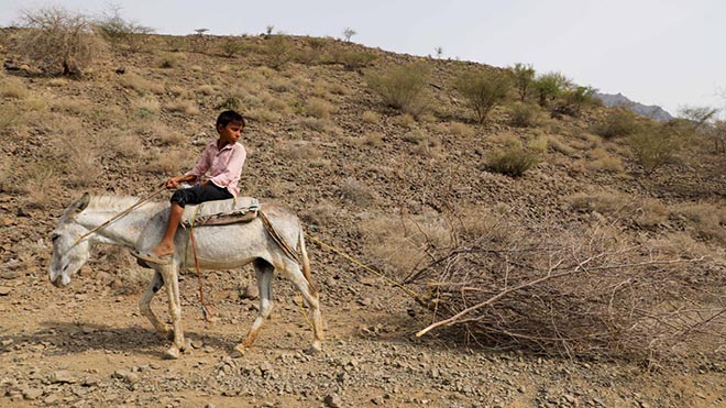 صبي يعمل حطّابًا يركب حمارًا وهو يجرّ شجرة مقطوعة الأشجار في منطقة باجل بمحافظة الحديدة. - رويترز