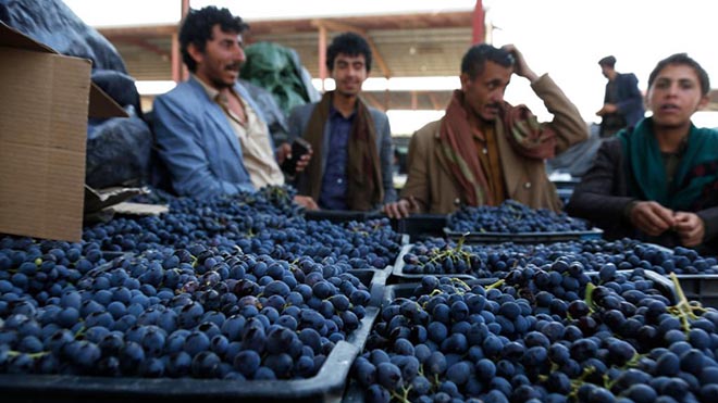 مزارعون يبيعون ثمار العنب في سوق في مديرية بني حشيش بالقرب من العاصمة اليمنية صنعاء.
