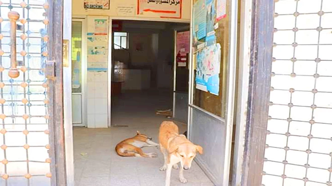كلاب داخل مستشفى ابن خلدون