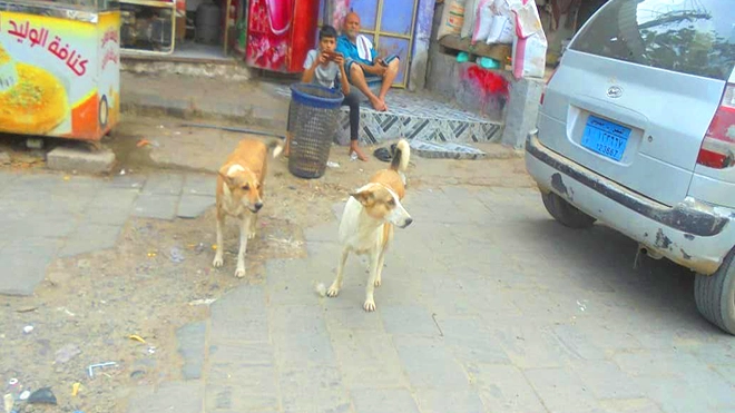 انتشار الكلاب في شوارع المدينة