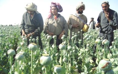 صناعة الأفيون في أفغانستان