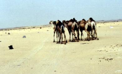البحث عن المرعى في صحراء ثمود البحث عن المرعى في صحراء ثمود