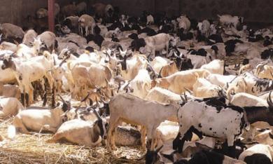 جانب من المواشي في الحقل جانب من المواشي في الحقل