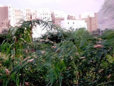 أسراب الجراد تغزو مدينة شبام وتتلف الأشجار والجروب المحيطة بالمدينة أسراب الجراد تغزو مدينة شبام وتتلف الأشجار والجروب المحيطة بالمدينة