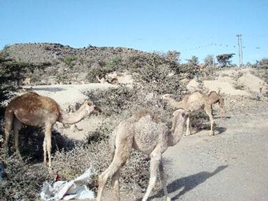 صغار النوق تجوب المرعى صغار النوق تجوب المرعى