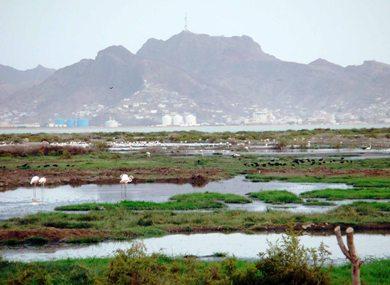 موقع تكاثر الطيور المهاجرة في المسطحات المائية موقع تكاثر الطيور المهاجرة في المسطحات المائية