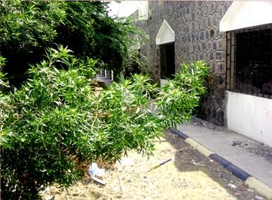 الأشجار الكثيفة المقابلة لنوافذ الصفوف تؤدي إلى ضعف الإضاءة وكثرة الحشرات الزاحفة الأشجار الكثيفة المقابلة لنوافذ الصفوف تؤدي إلى ضعف الإضاءة وكثرة الحشرات الزاحفة