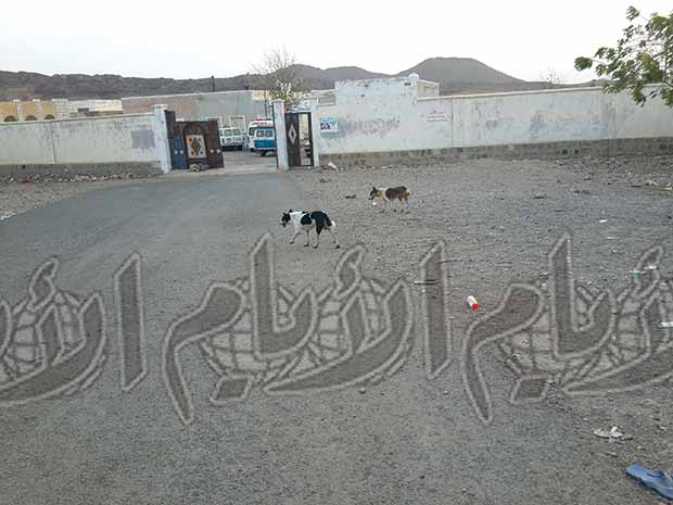 ساحة المشفى مأوى للكلاب الضالة ساحة المشفى مأوى للكلاب الضالة