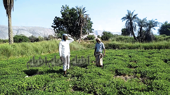 مزارع الفول السوداني في أبين مزارع الفول السوداني في أبين