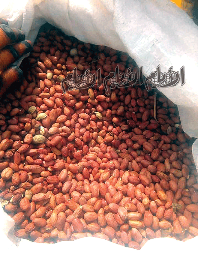 الفول السوداني الفول السوداني