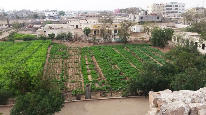 مشاتل الكلية بعد إعادة زراعتها مشاتل الكلية بعد إعادة زراعتها