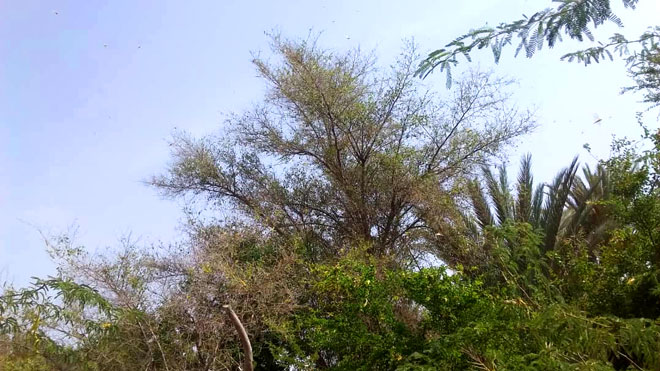 شبوة شبوة